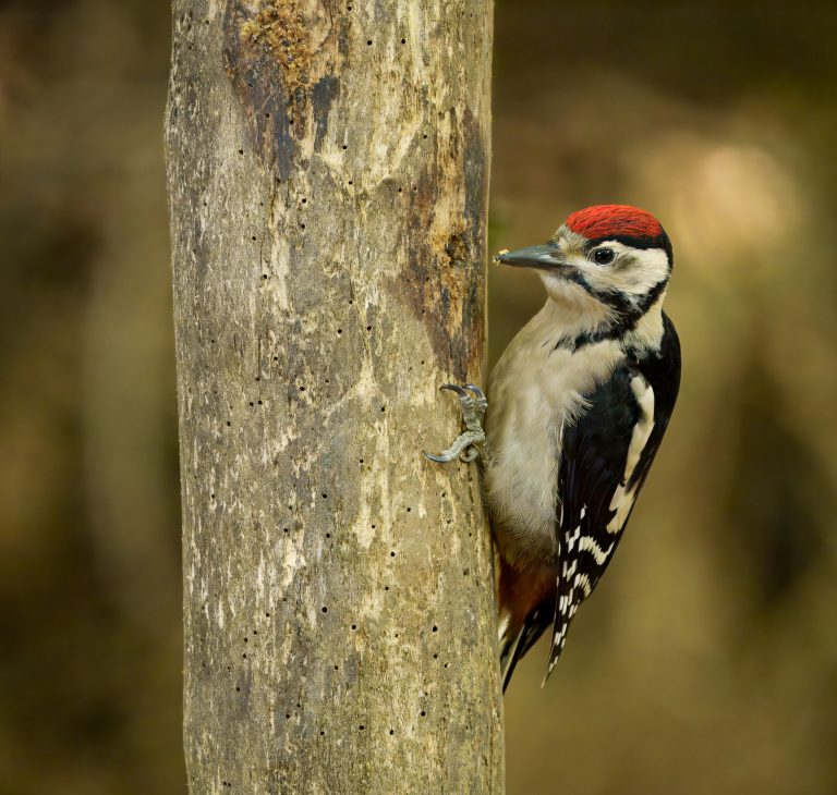 Juvenile Great Spotted Woodpecker