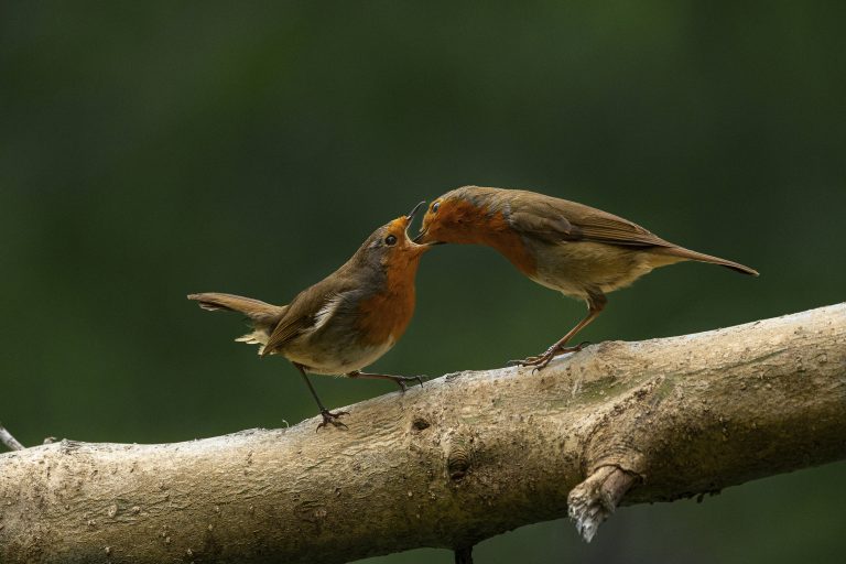 Feed me - Little Shop of Horrors