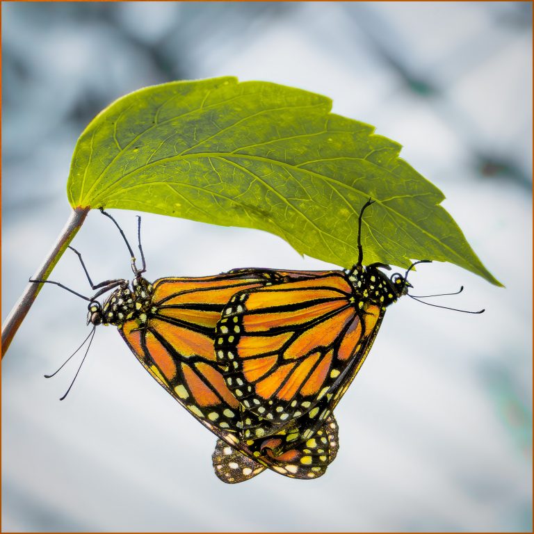 Love is like a Butterfly, Dolly Parton