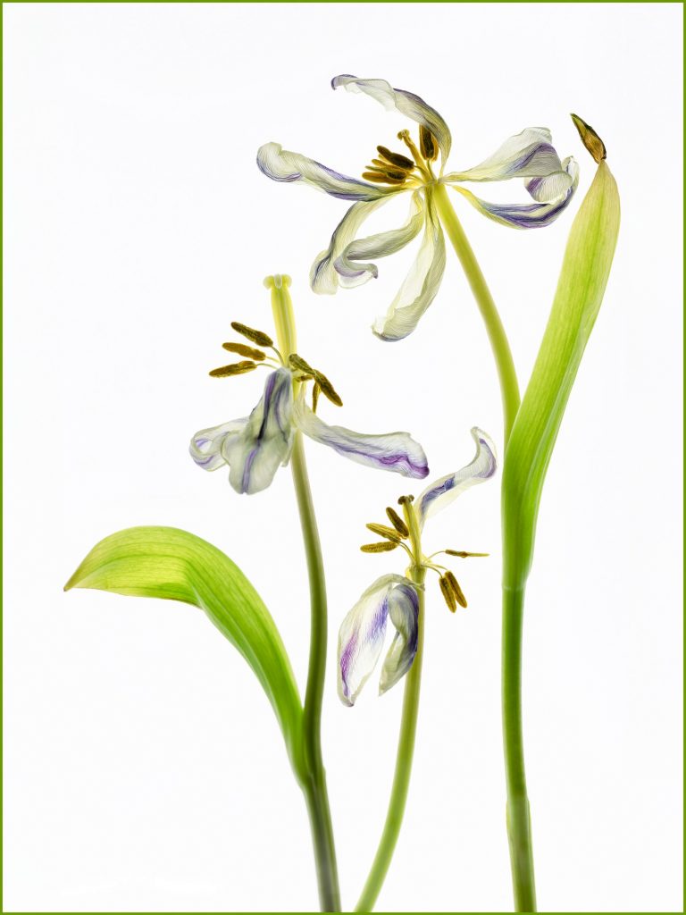 Tulips from Amsterdam-Max Bygraves