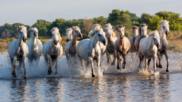 Wilde Horses by Rolling Stones or Susan Boyle