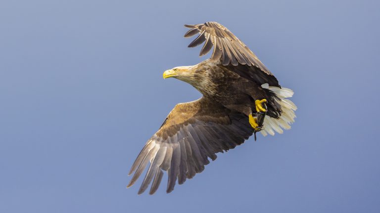 Wind Beneath My Wings