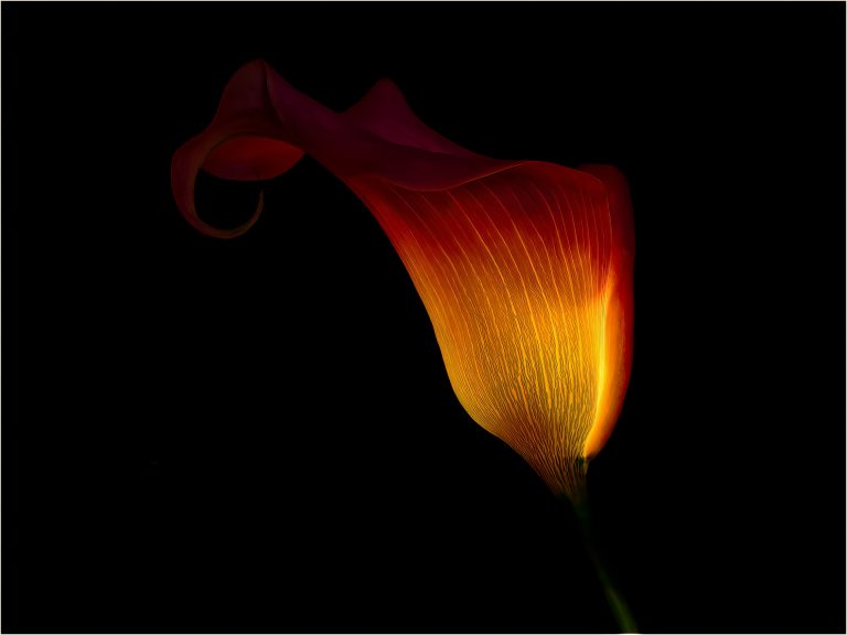 Glowing Calla Lily