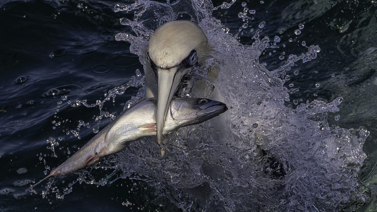 Upscaled with Gigapixel v8.4.4. 2977x1674 => 3840x2159 (1.28989x) Model: High Fidelity V2, denoise: 0.41, sharpen: 0, decompression: 0.01