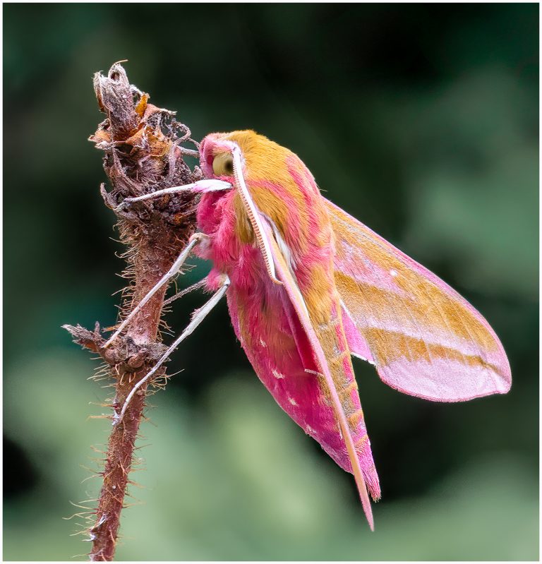 Hurry up this is Prickly!