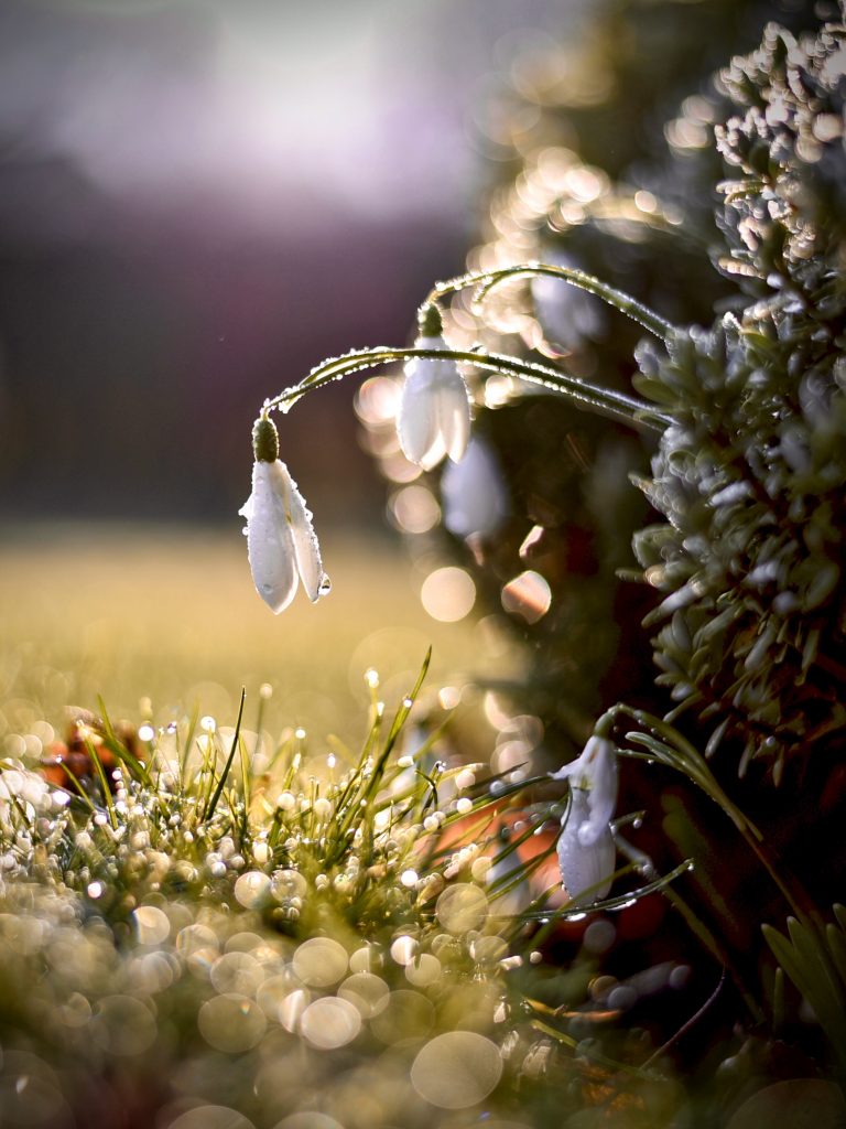 Spring Bokeh