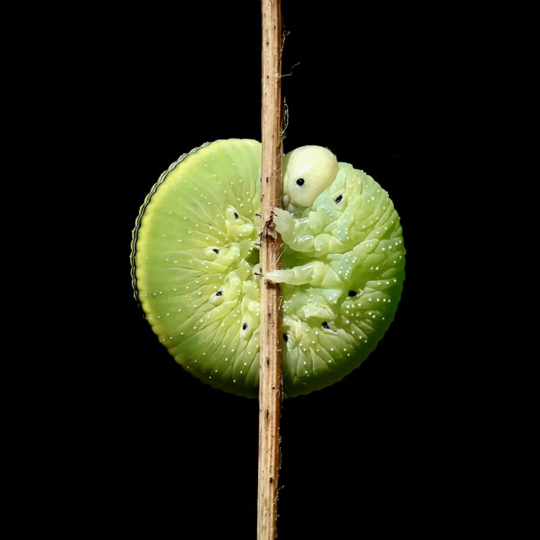 Birch Sawfly Caterpillar
