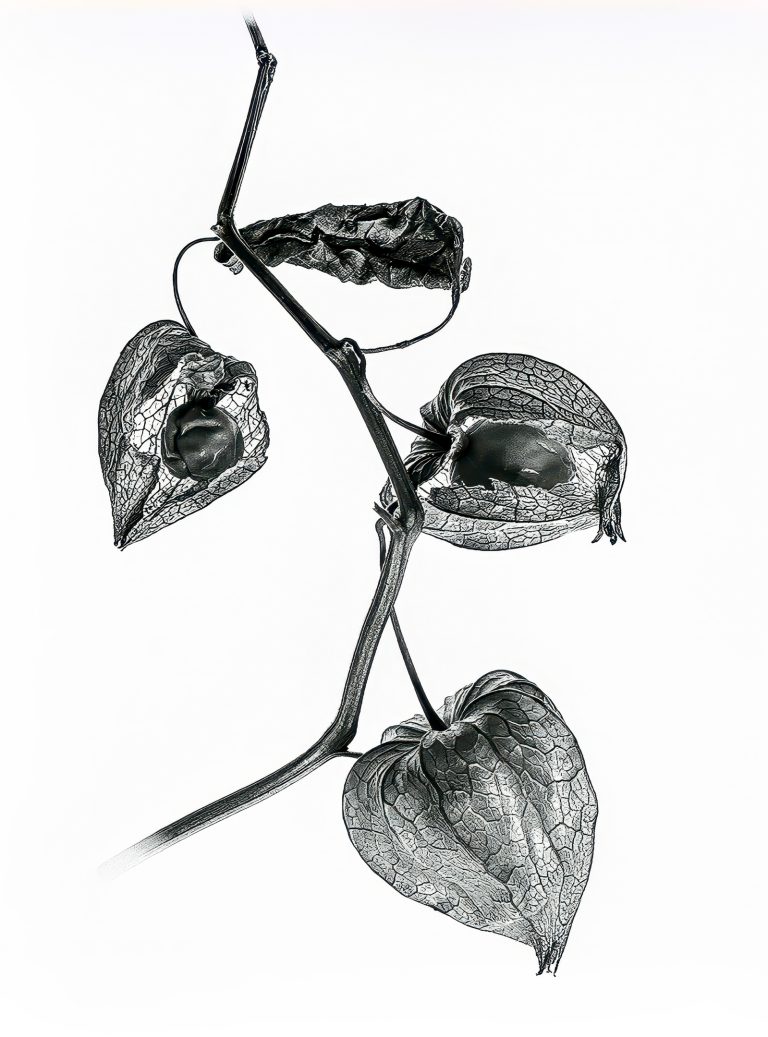 Physalis (Chinese lantern plant