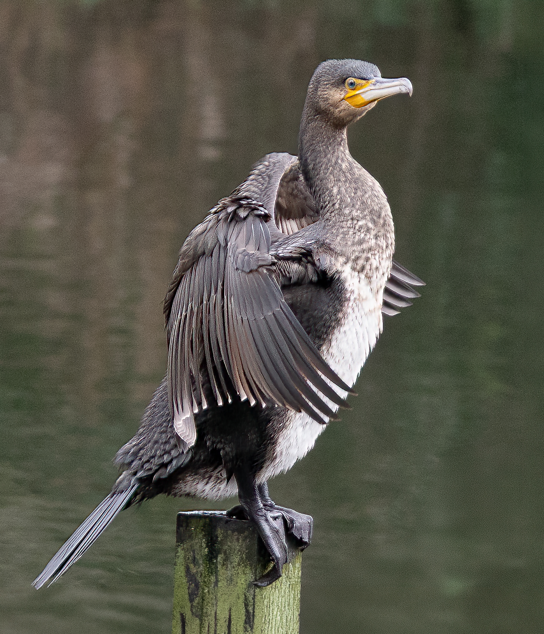 Drying my Wings by Jean Dixon