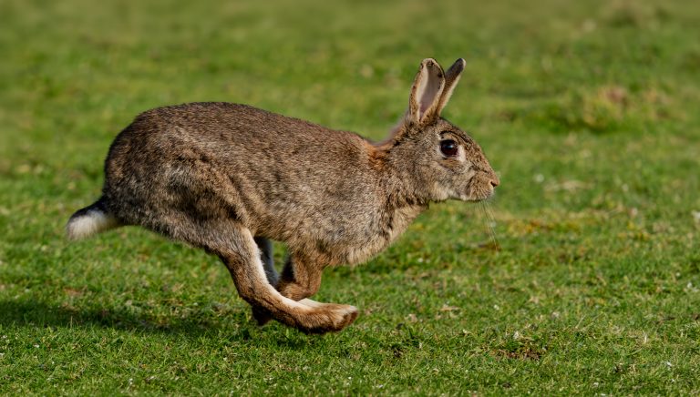 04 Run Rabbit Run!