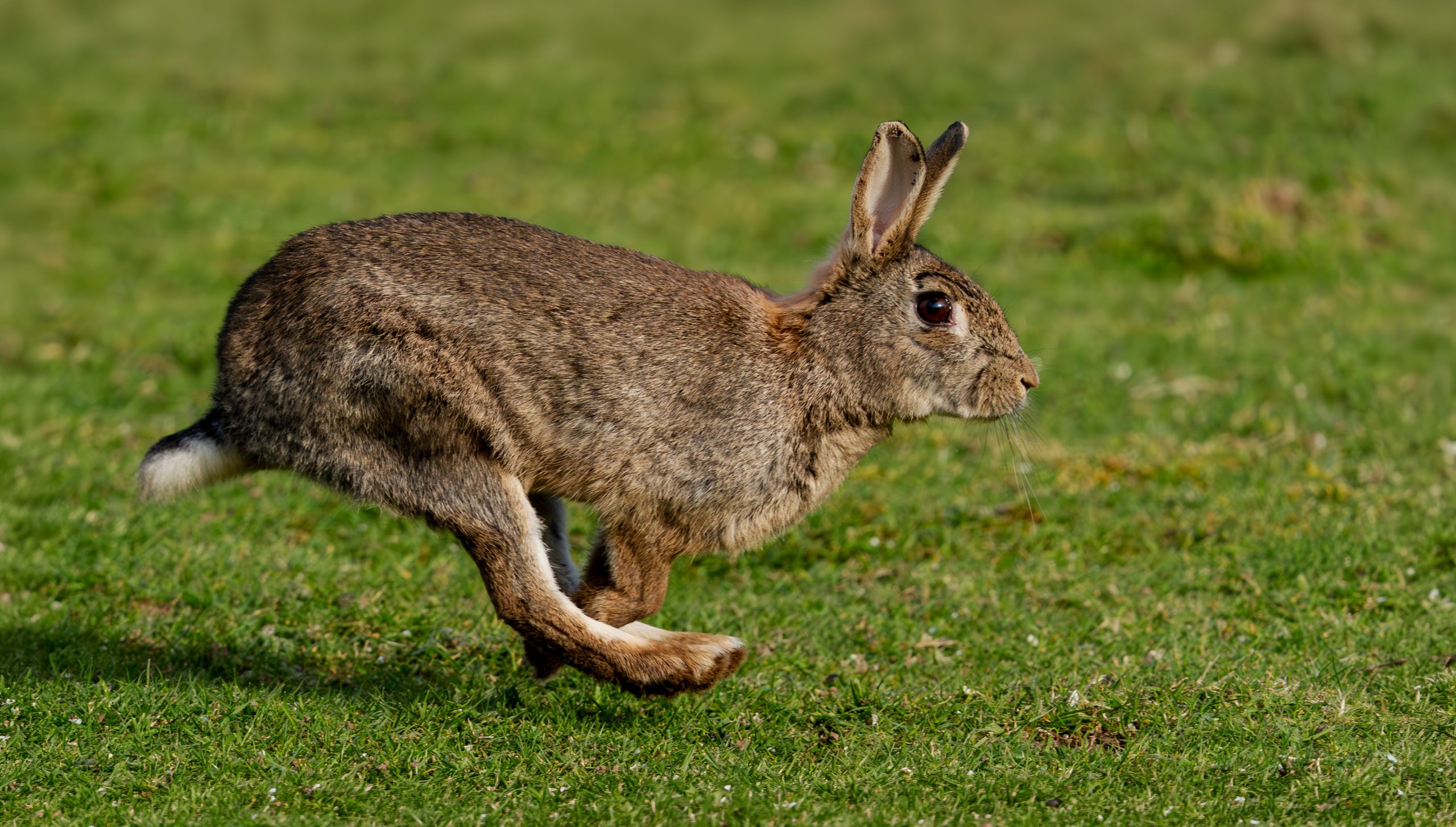 Run Rabbit Run by Kathryn Bussey