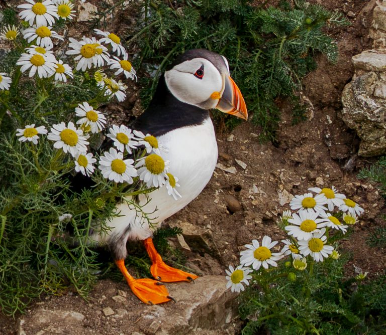06 Puffin in Bloom