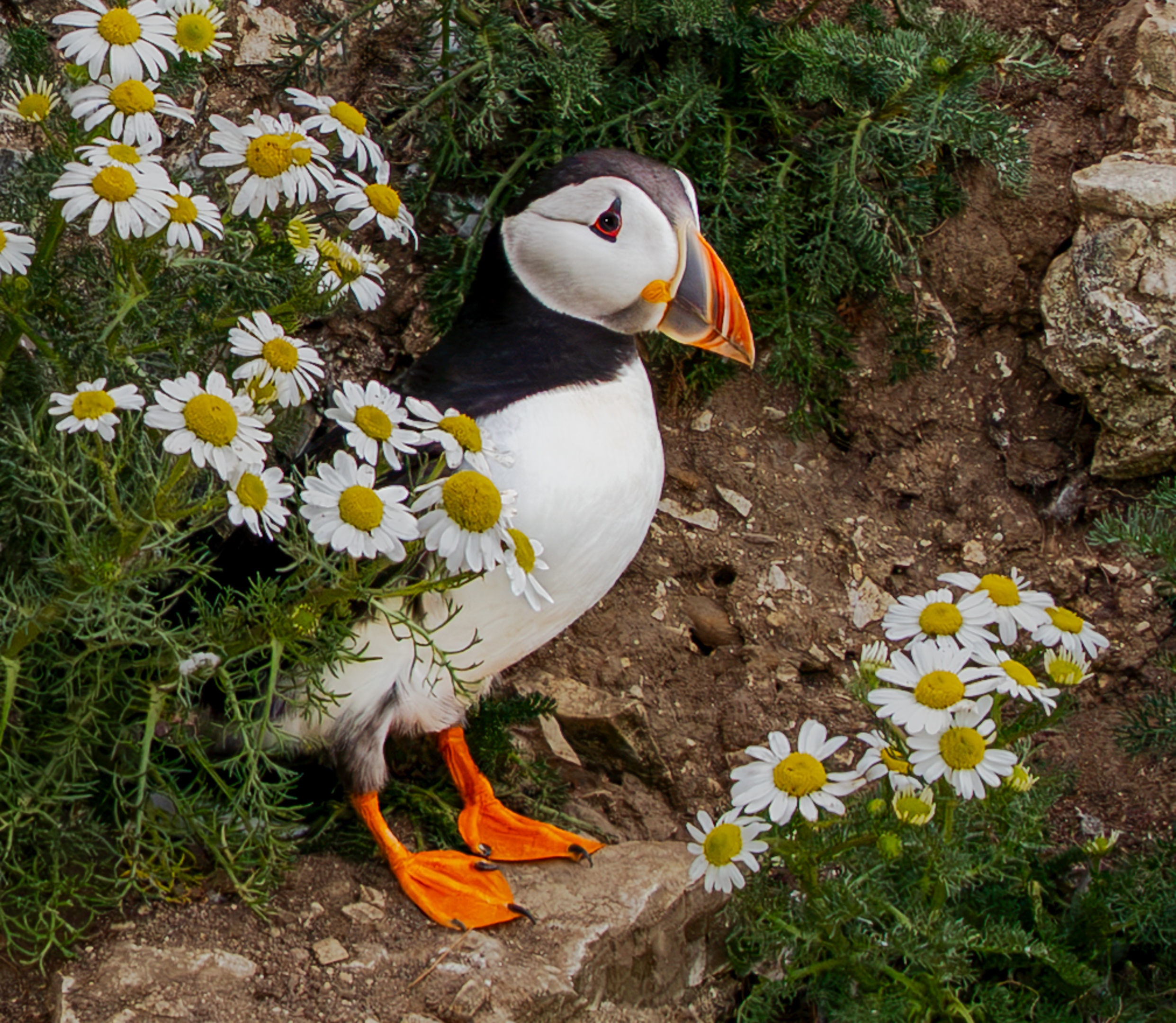 Puffin in Bloom by Kathryn Bussey