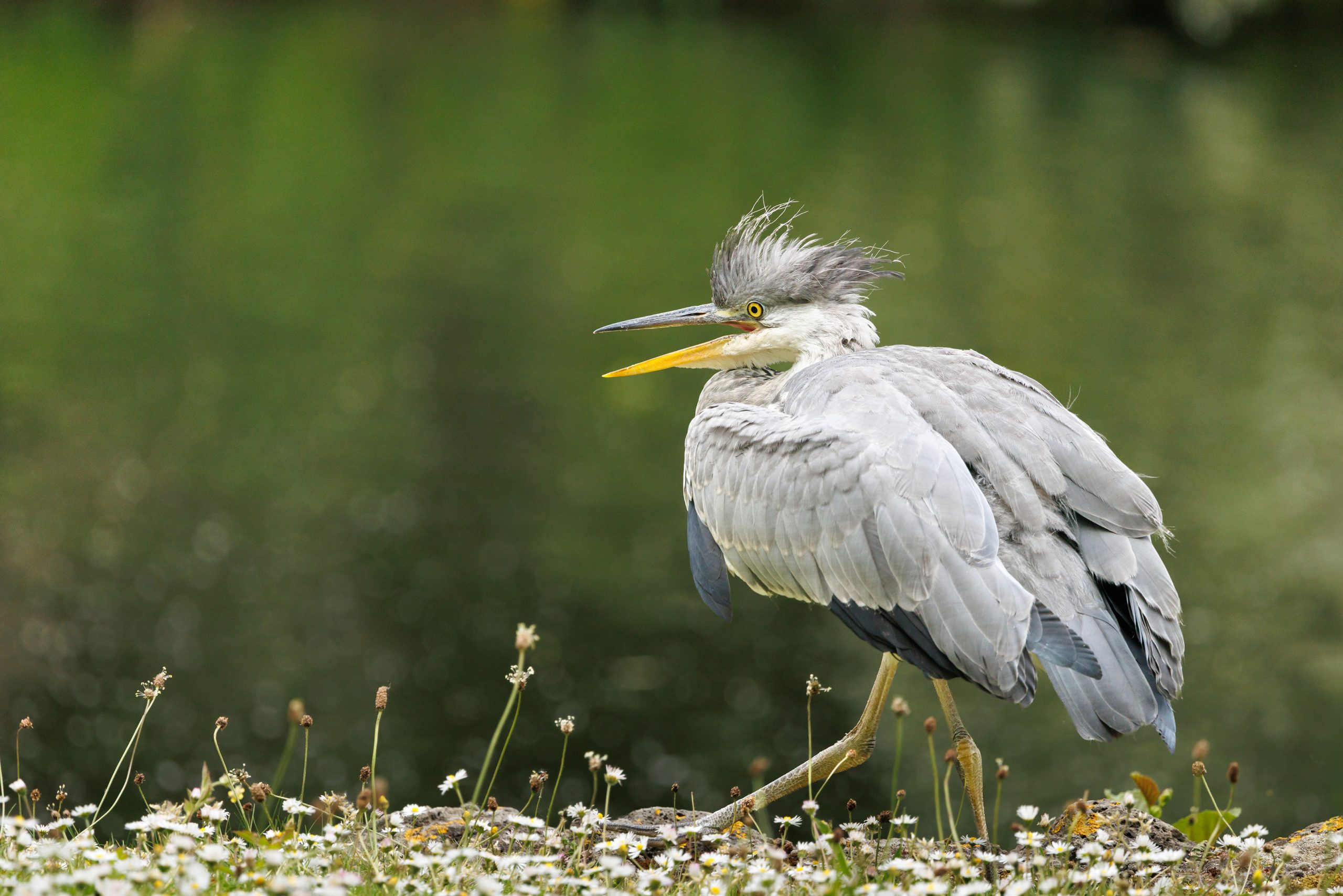 Bad Hair Strut by Wendy Cooke