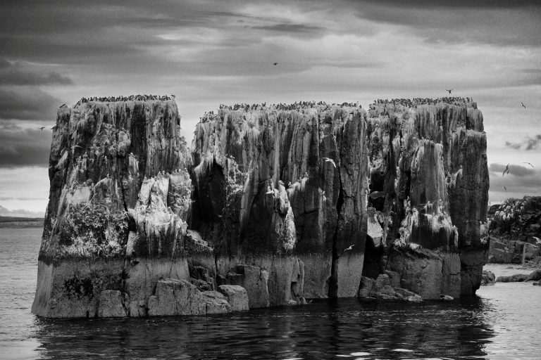 09 A BUSY DAY AT THE PINNACLES, FARNE ISLANDS_GPG