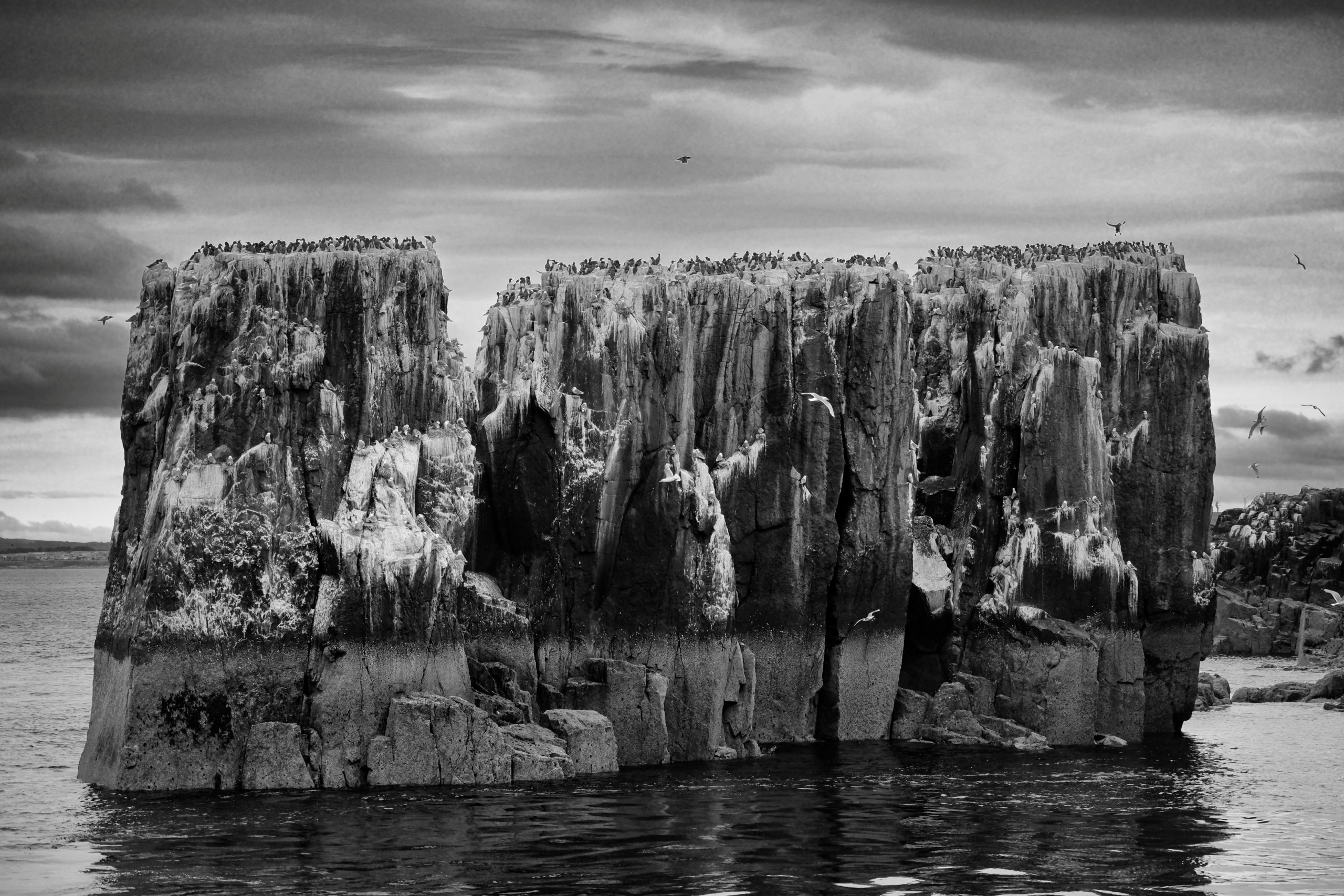 A busy day at the Pinnacles, Farne Islands by Richard Leeson