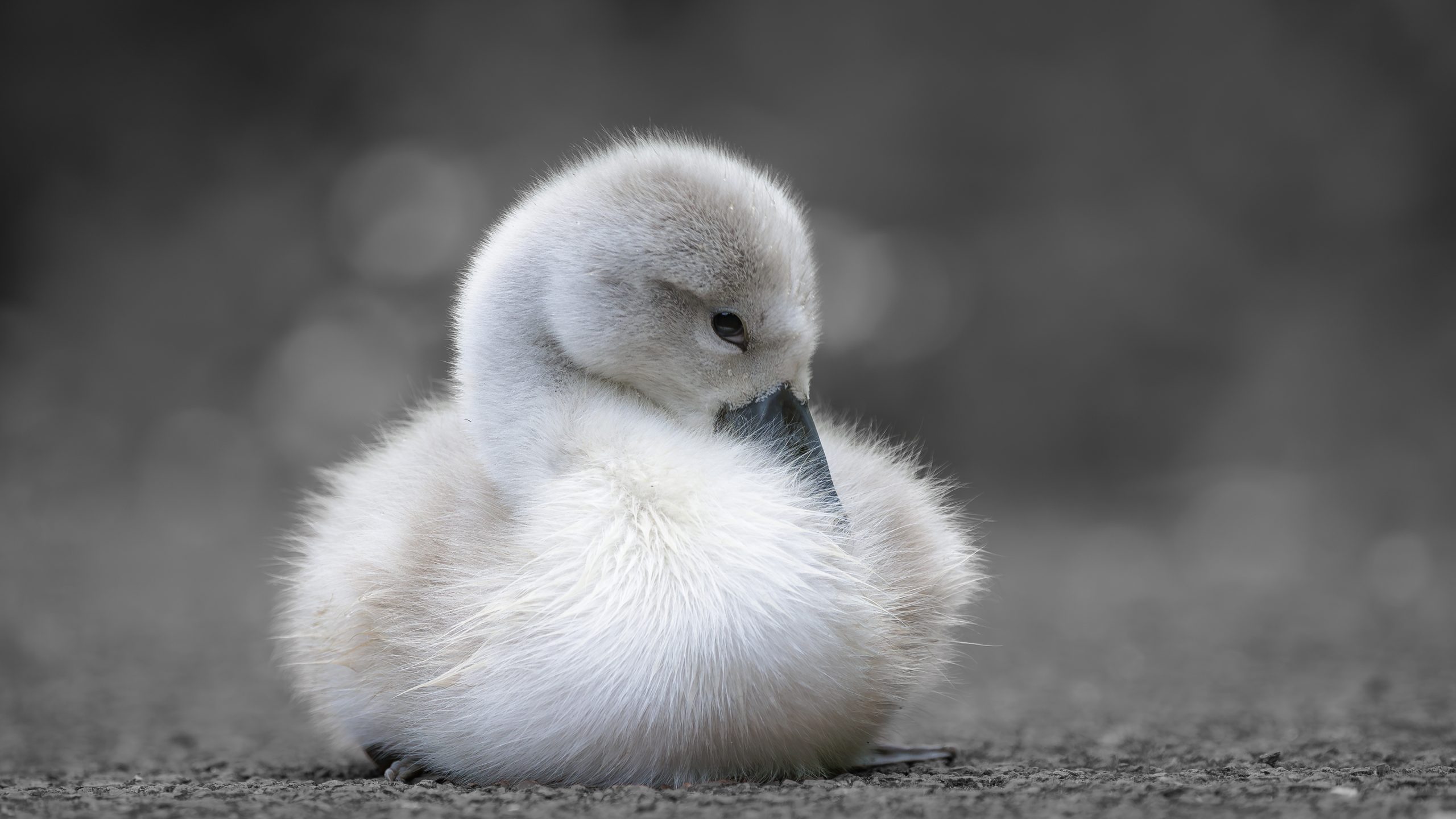 Gentle Repose by Richard Cooke