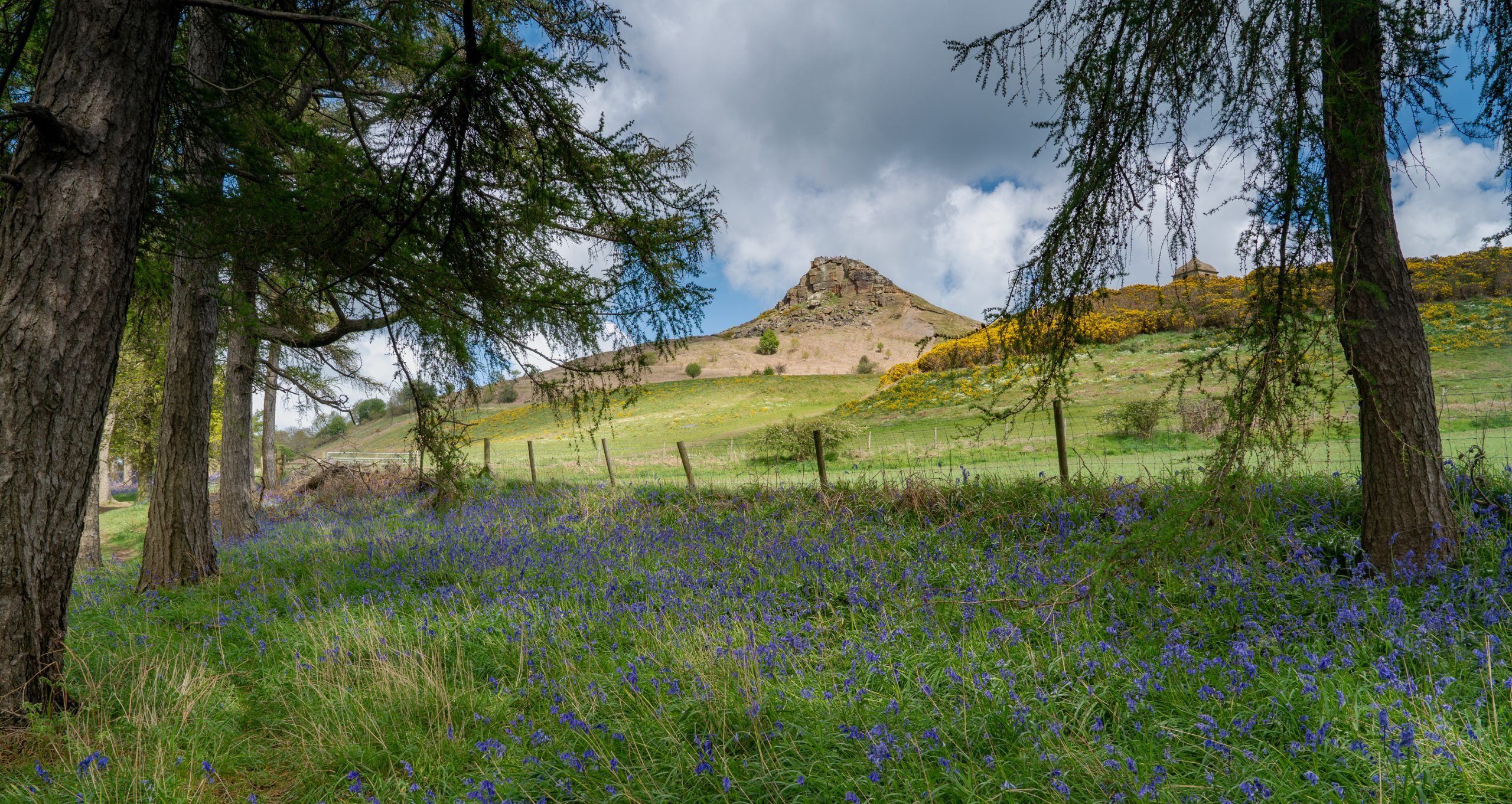 Roseberry from Bluebell Woods by Kathryn Bussey