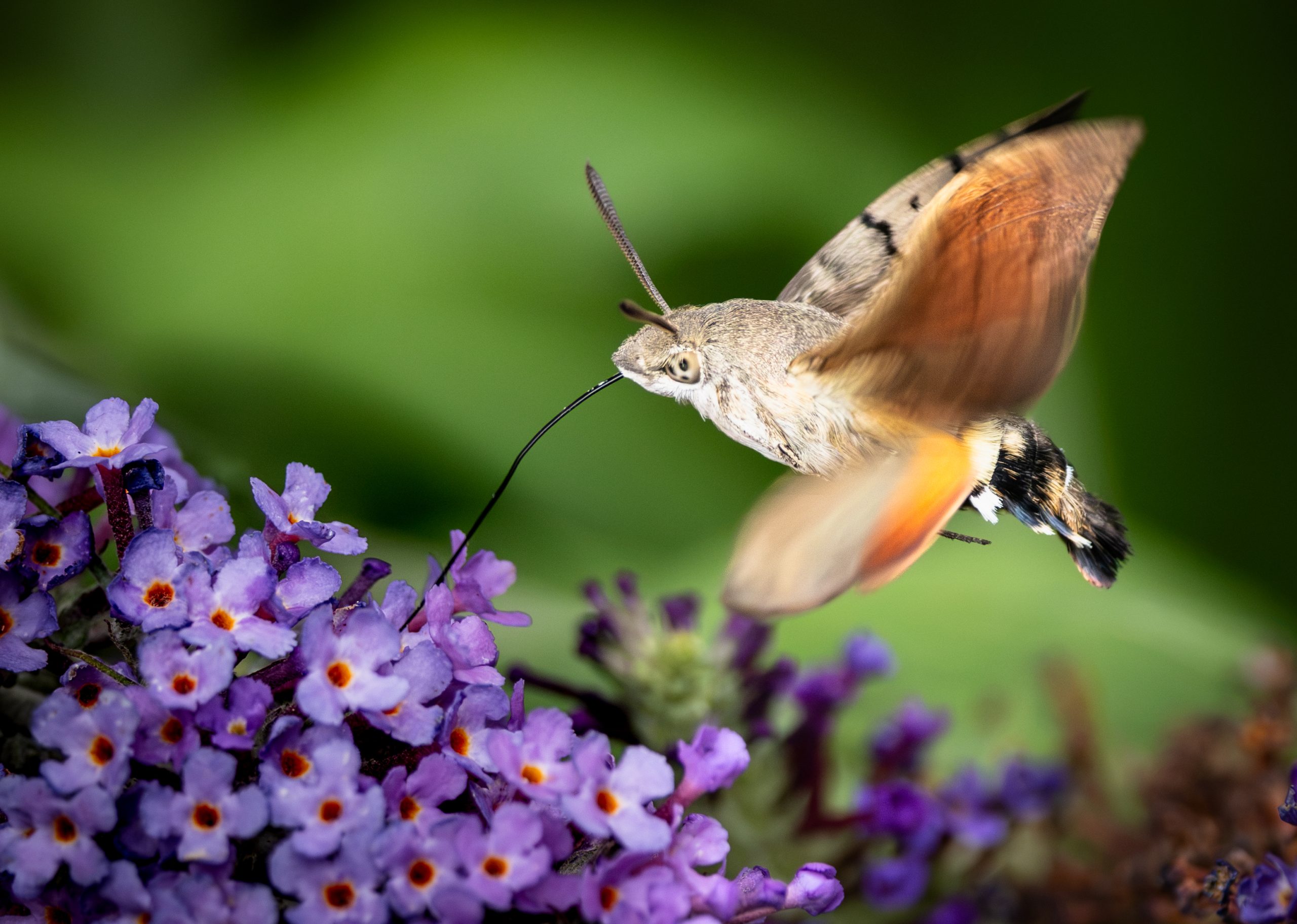 Hummingbird Hawk Moth by Albert Wood