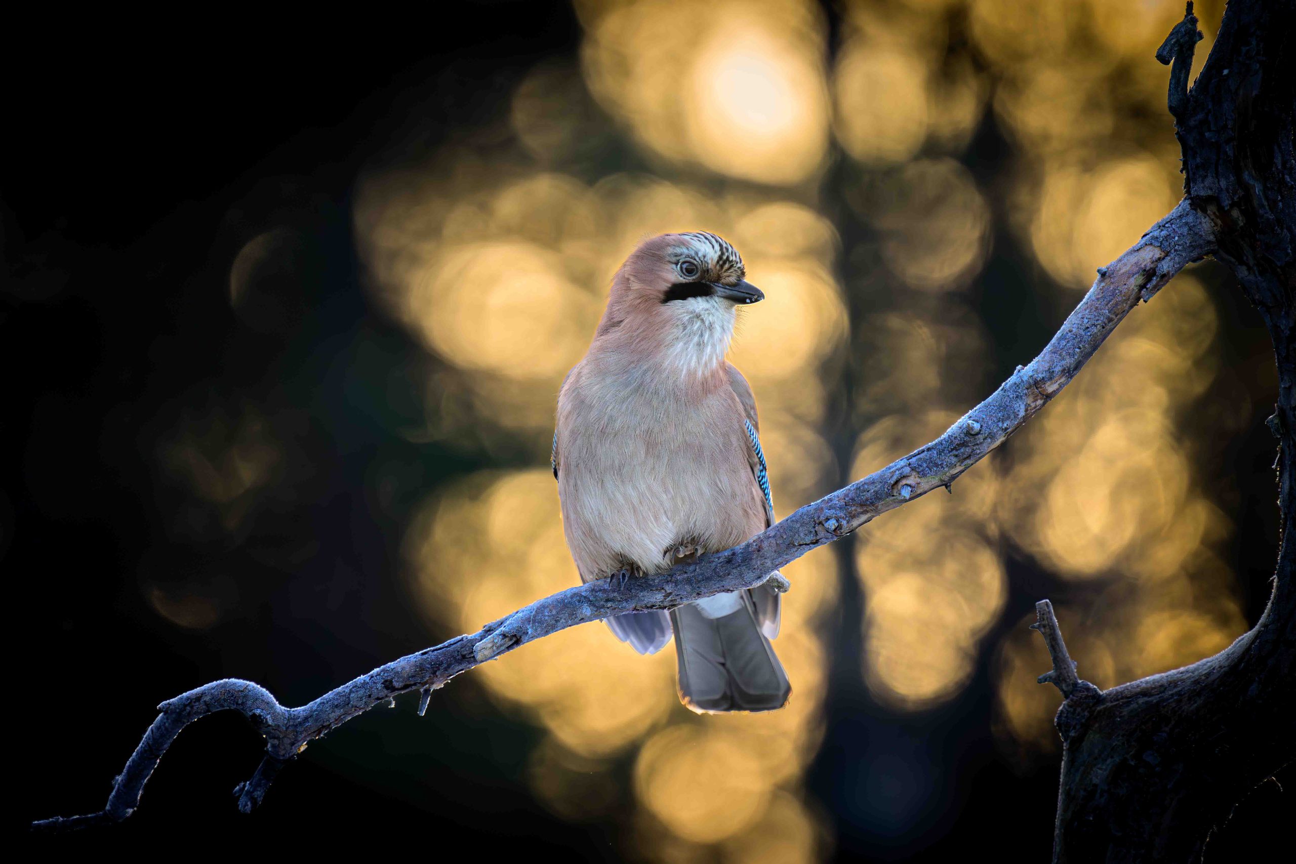 Bokeh & Jay by Graeme Skinner